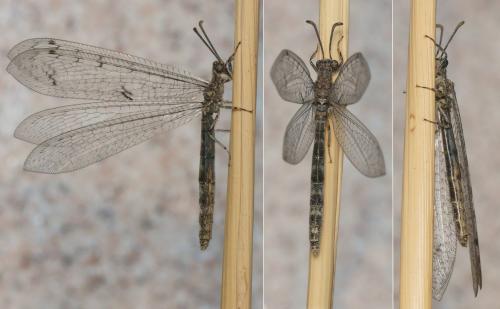 Réf. 209 526 : Neuroleon egenus
